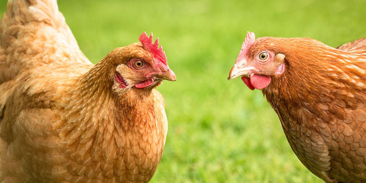 Poules En Milieu Urbain Ville De Levis