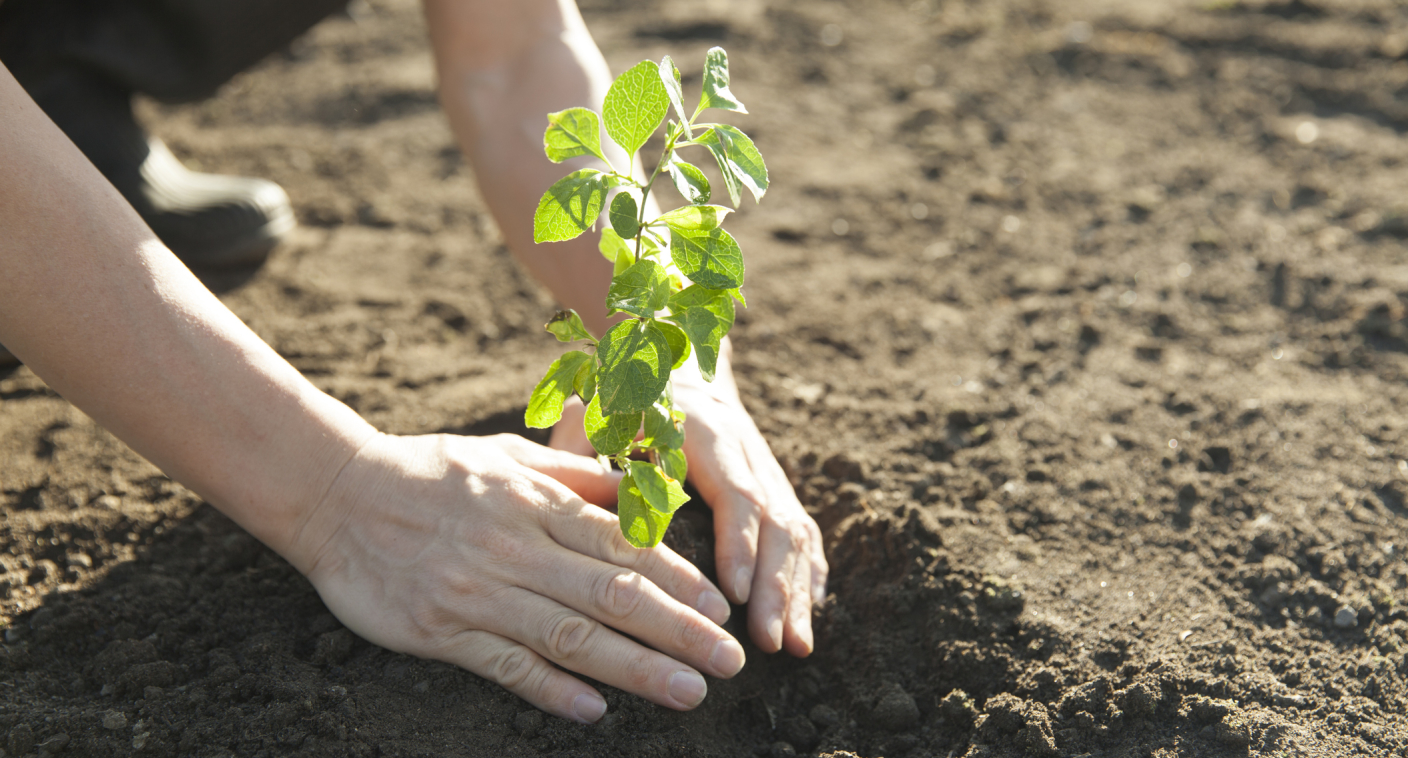 planting a tree