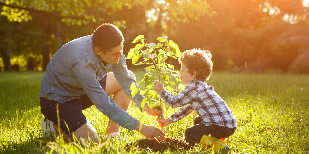Father and son setting plant